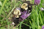 Double Bumble